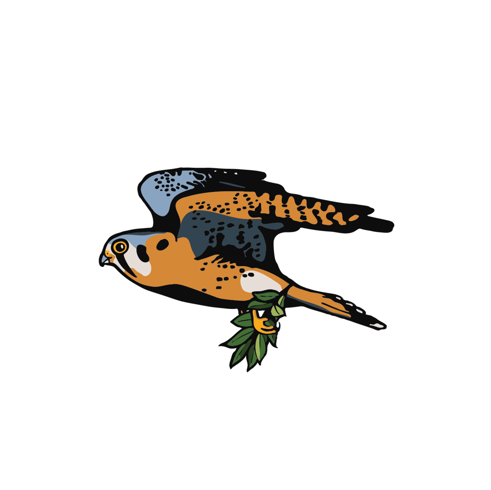 DamashekAndCo-Kestrel